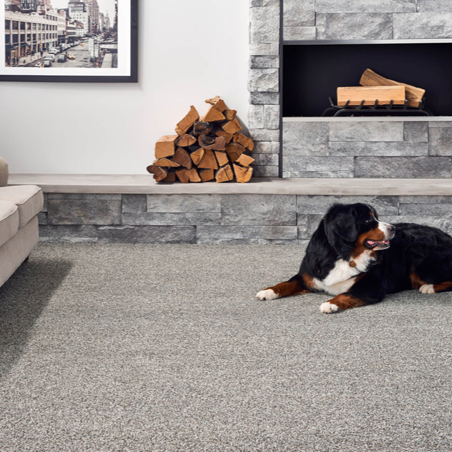 Anderson Tuftex Carpet | Ambassador Flooring