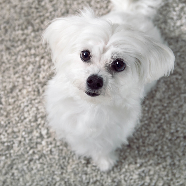 Dixie Home pet solutions dog carpet | Ambassador Flooring