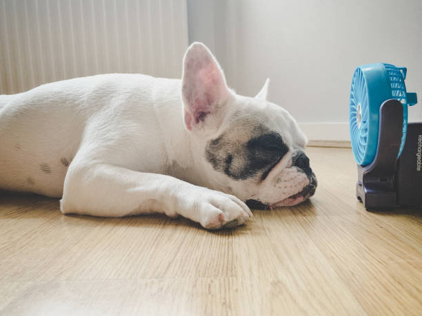 Dog is sleeping on the floor | Ambassador Flooring