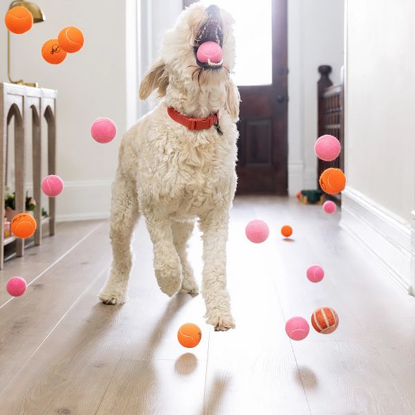 Pet Friendly Flooring | Ambassador Flooring
