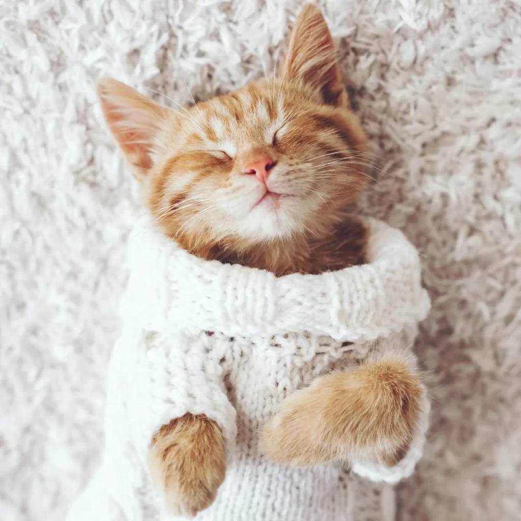 Pet Friendly Carpet | Ambassador Flooring