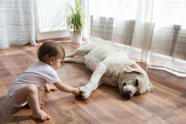 Pet Friendly Flooring | Ambassador Flooring
