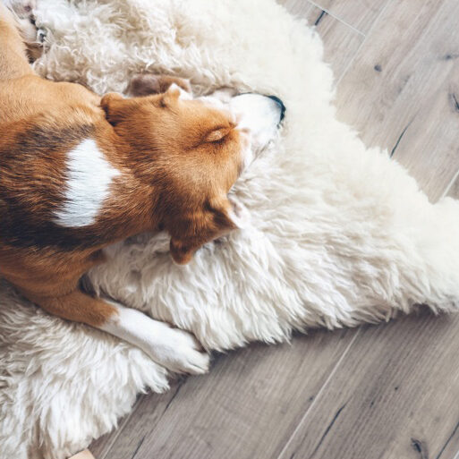 Pet friendly floor | Ambassador Flooring