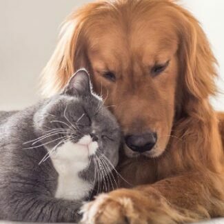 Dog & cat friendly | Ambassador Flooring